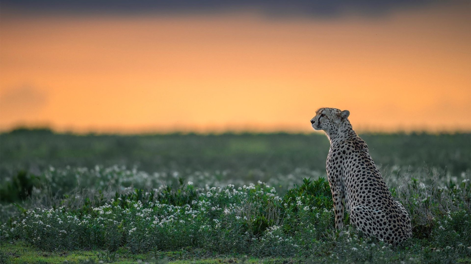 中国在电子竞技项目中表现出色，夺得多枚金牌，中国电子竞技产业
