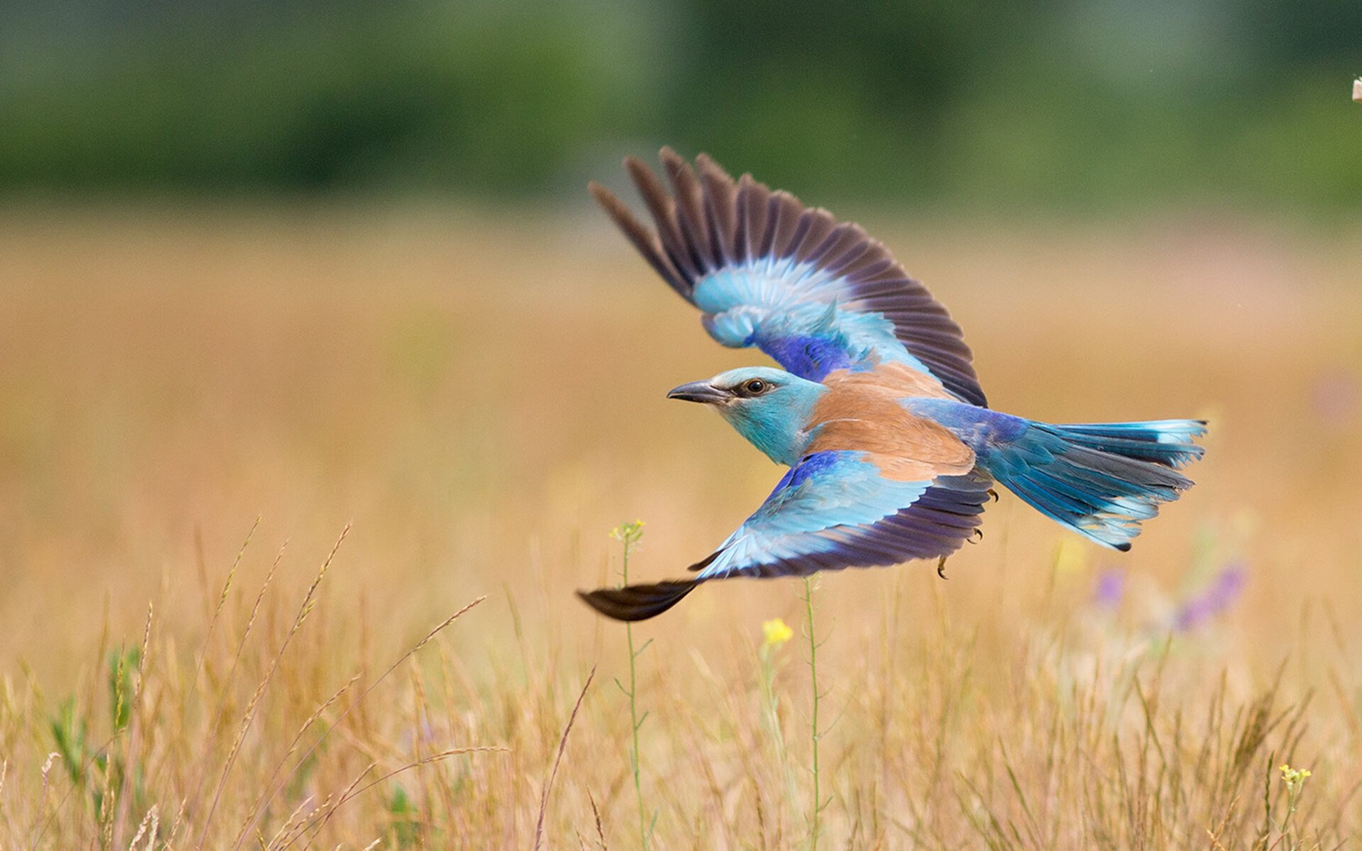 爱游戏在线登录入口-今年联盟中篮板最多的球员是谁？，联盟篮板榜