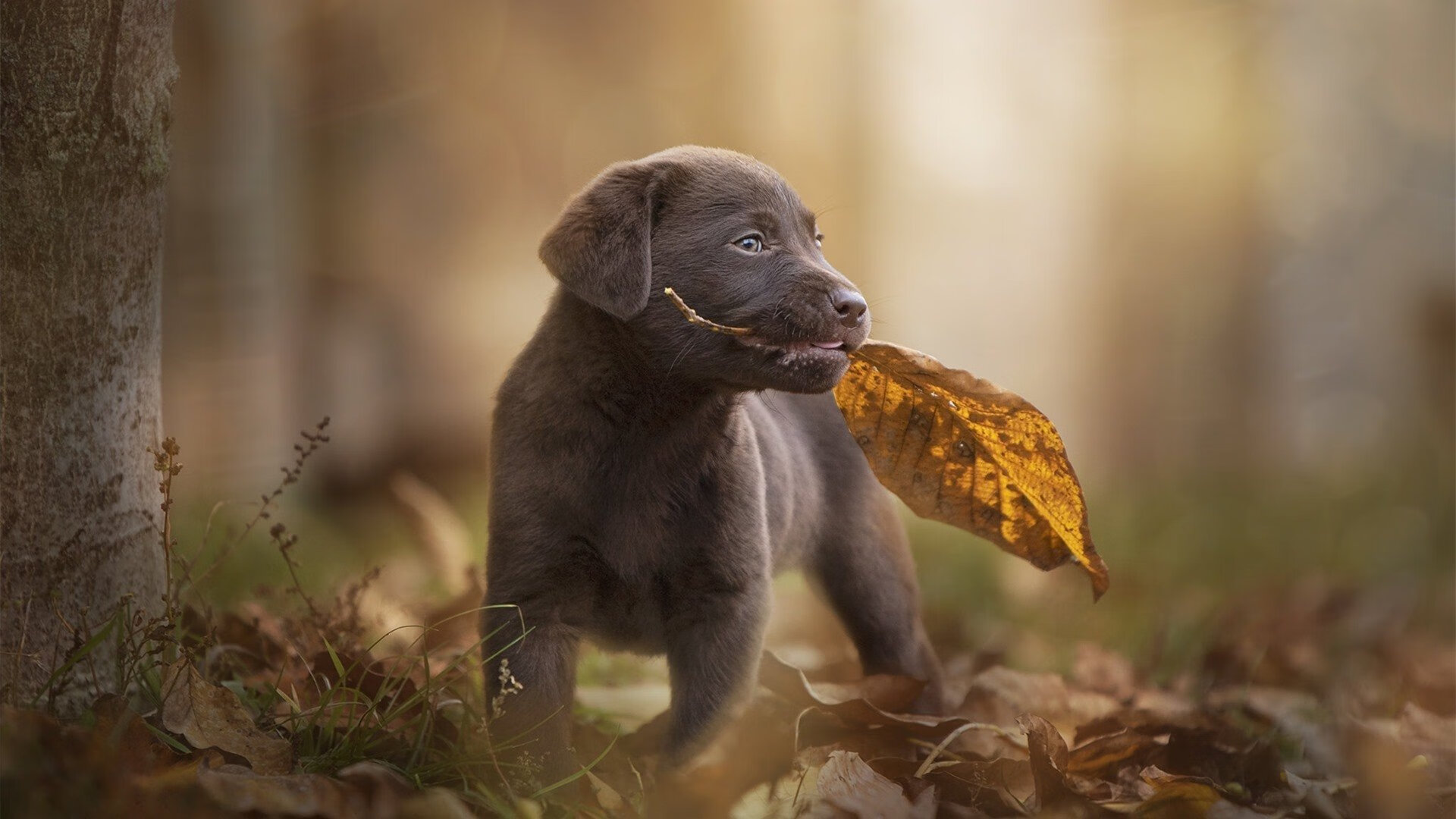 伊朗男足在巴黎奥运会比赛中以2-1战胜葡萄牙,伊朗踢葡萄牙
