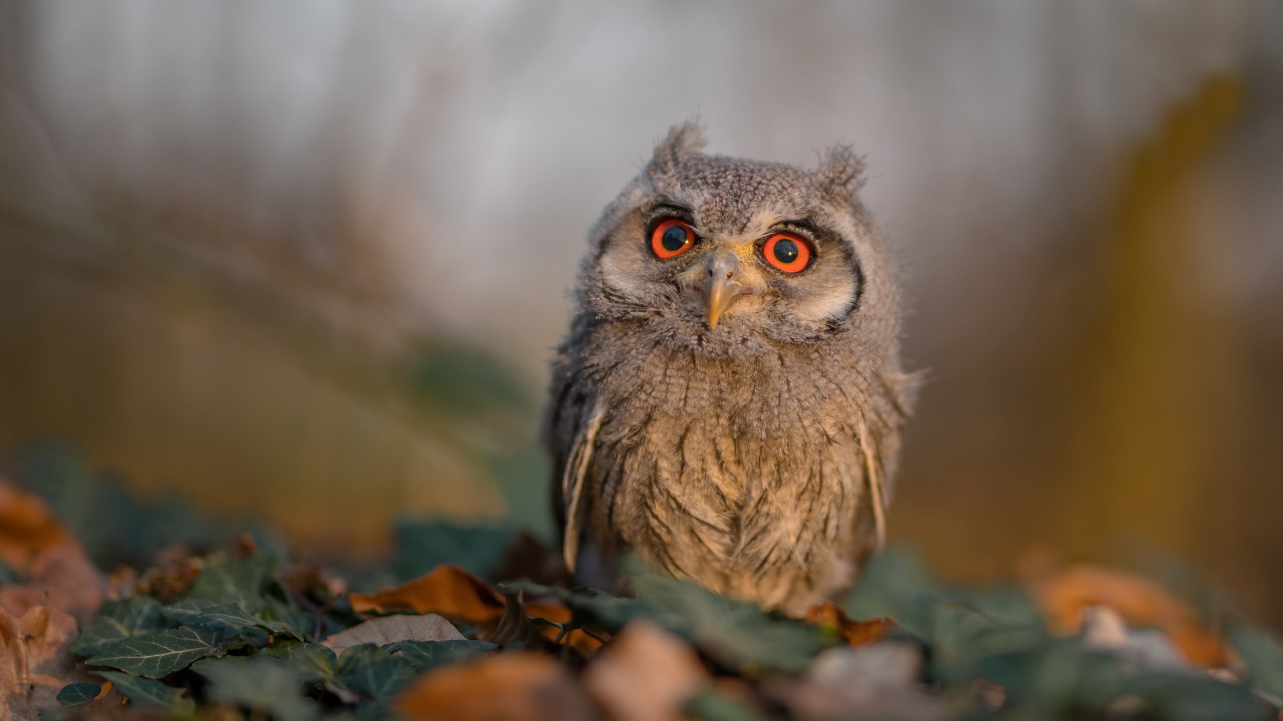 曼城中场创造奇迹,助力球队稳居榜首,曼城的中锋是谁