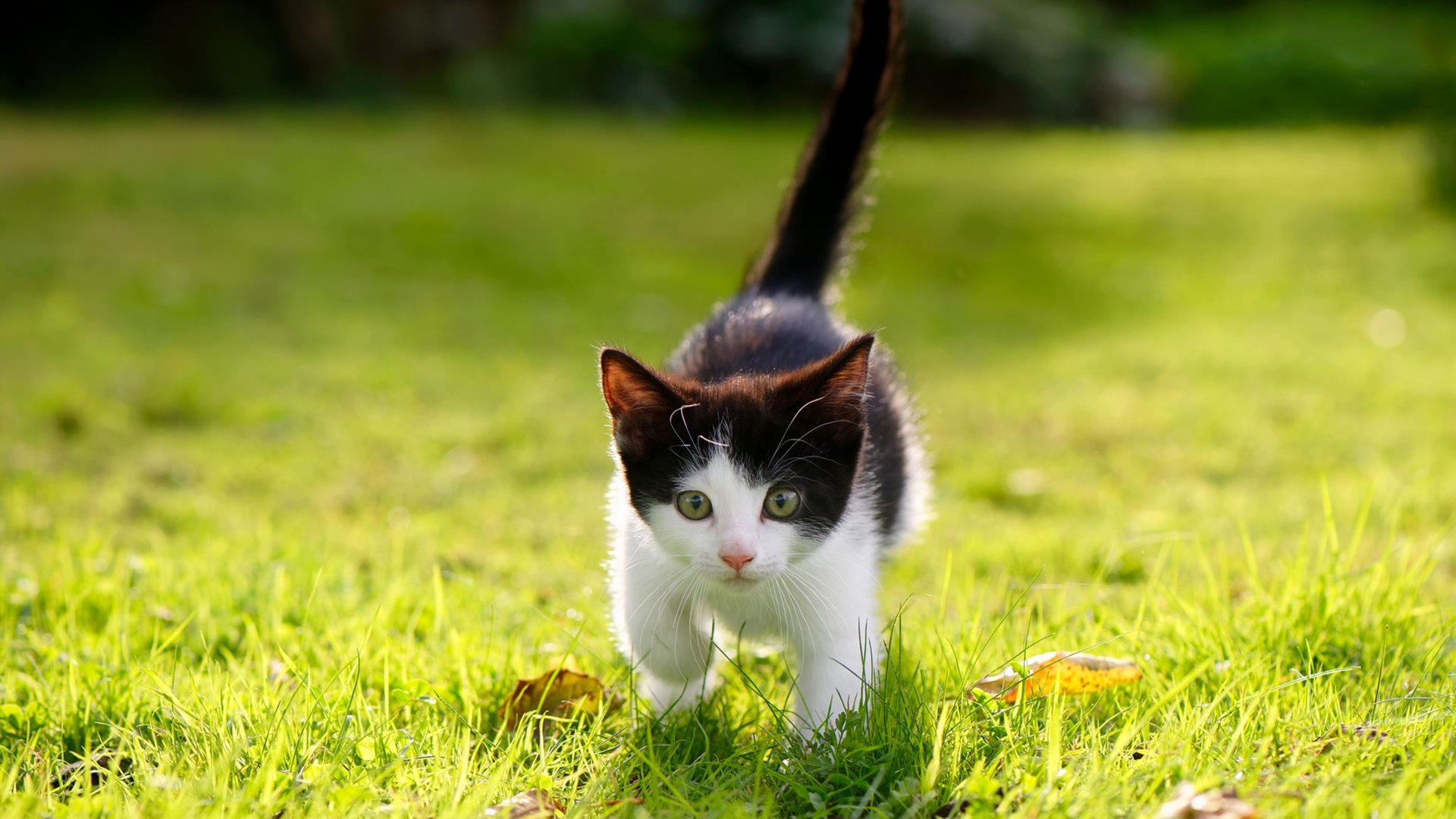 狼队夺冠在望!,狼队获胜