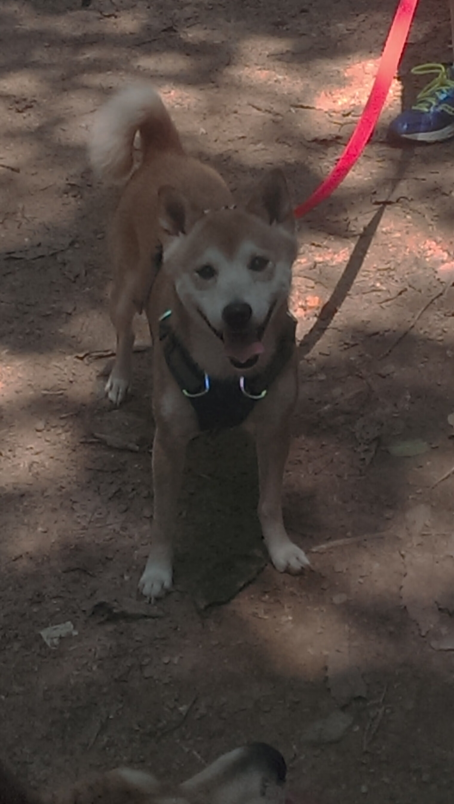 一场胜利,一场梦想!球队积极备战,冲刺冠军,球队胜利文案