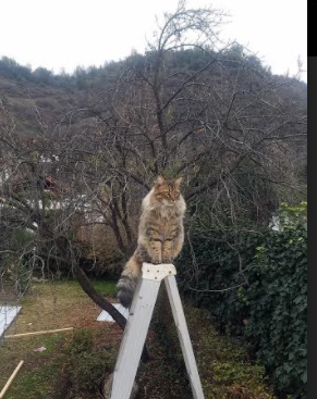 上海申花球员展现超群实力,获得赞誉,上海申花队近况