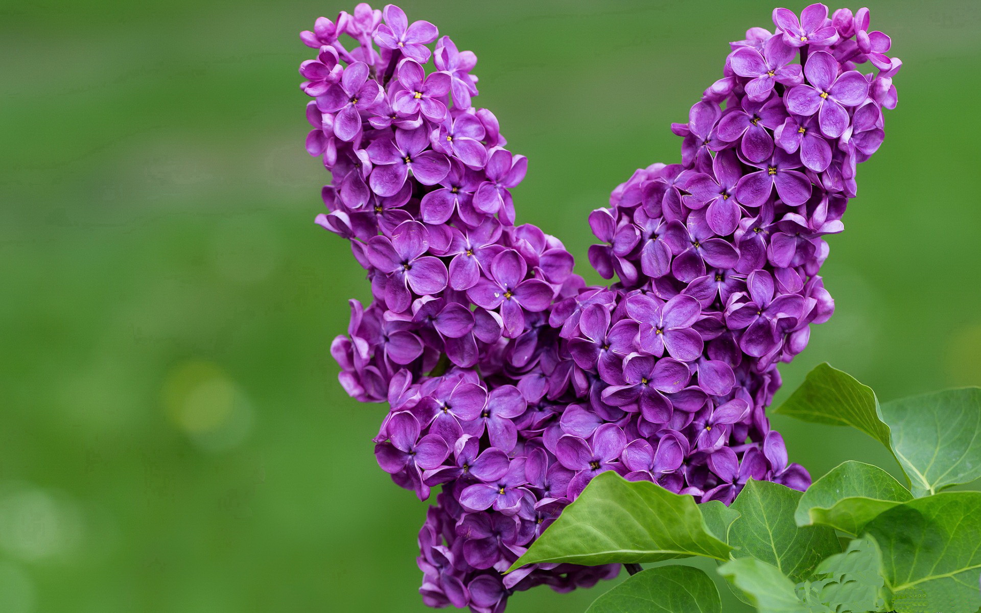凯撒酋长球员获选月度最佳,表现突出,凯撒酋长球衣