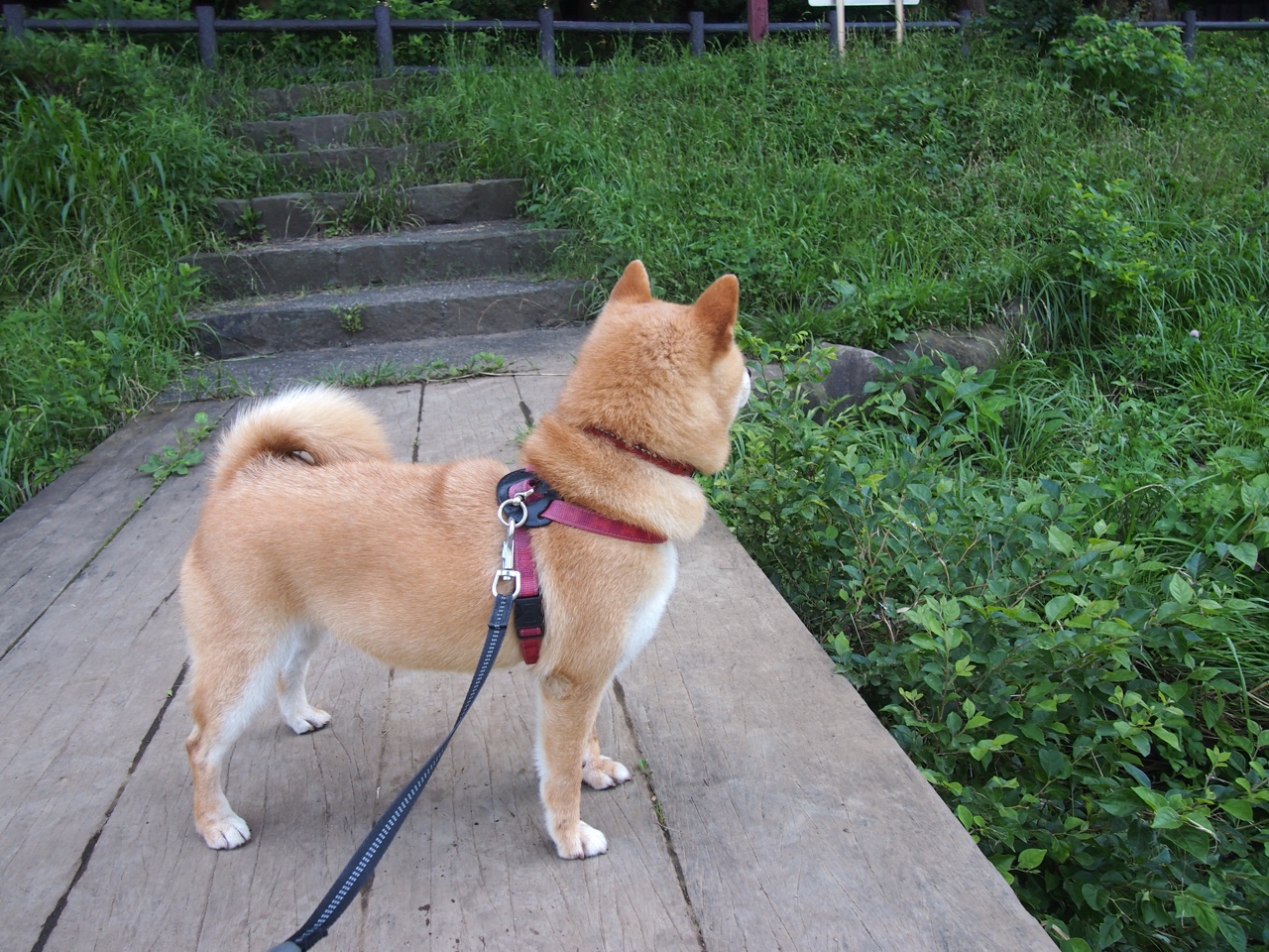 利物浦1-0西汉姆,萨拉赫制胜,利物浦vs西汉姆聚胜顽球汇