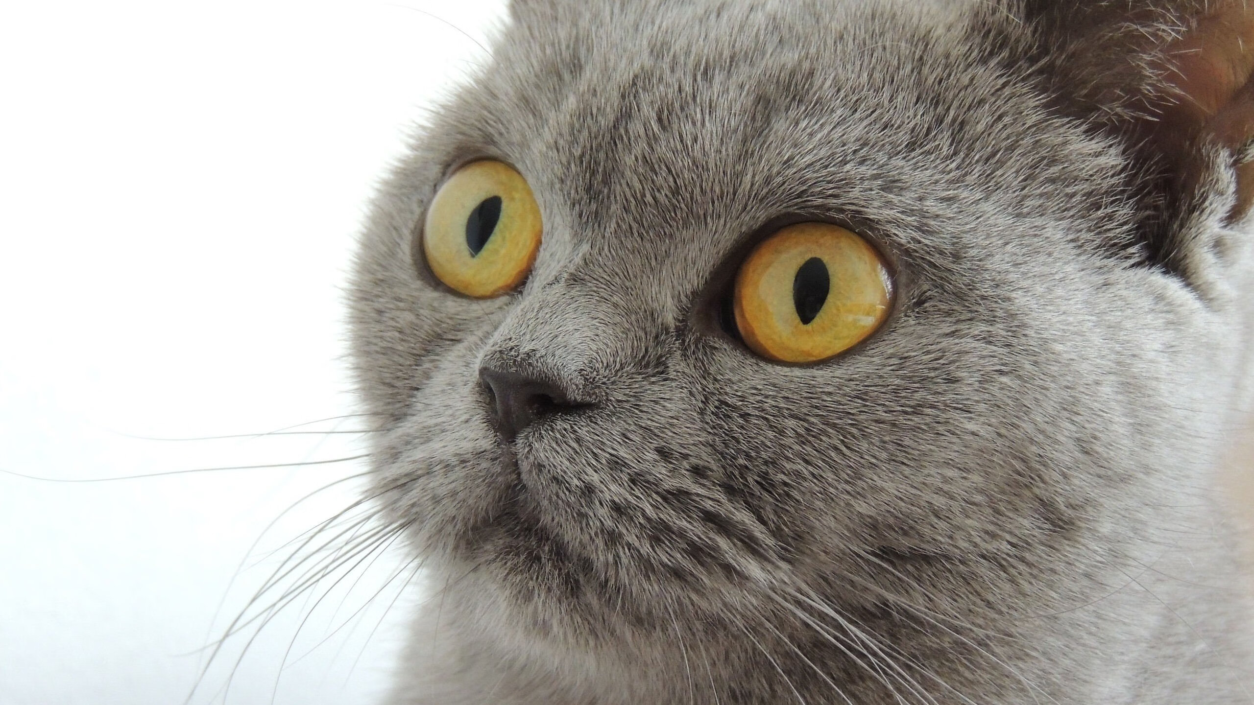 爱游戏娱乐网址-哈登表现不稳定，球队进攻端受限，哈登因伤缺阵