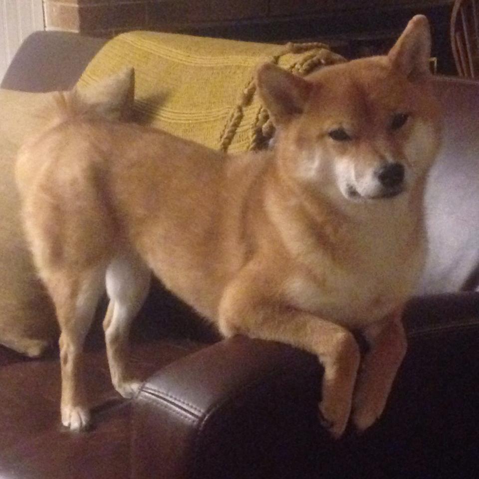 爱游戏电竞官网-日本队新秀闪耀，未来可期！，日本篮球新秀