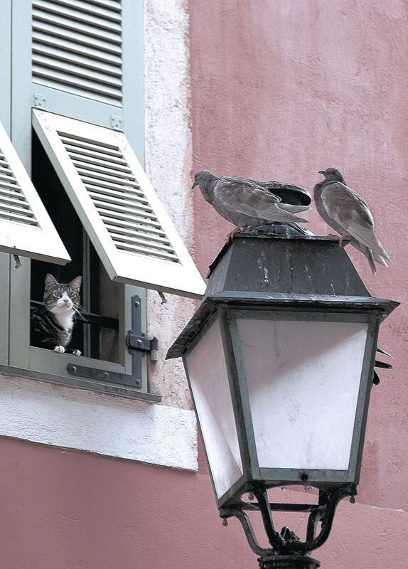 是否应将球队文化故事纳入转播内容,球队文化要素