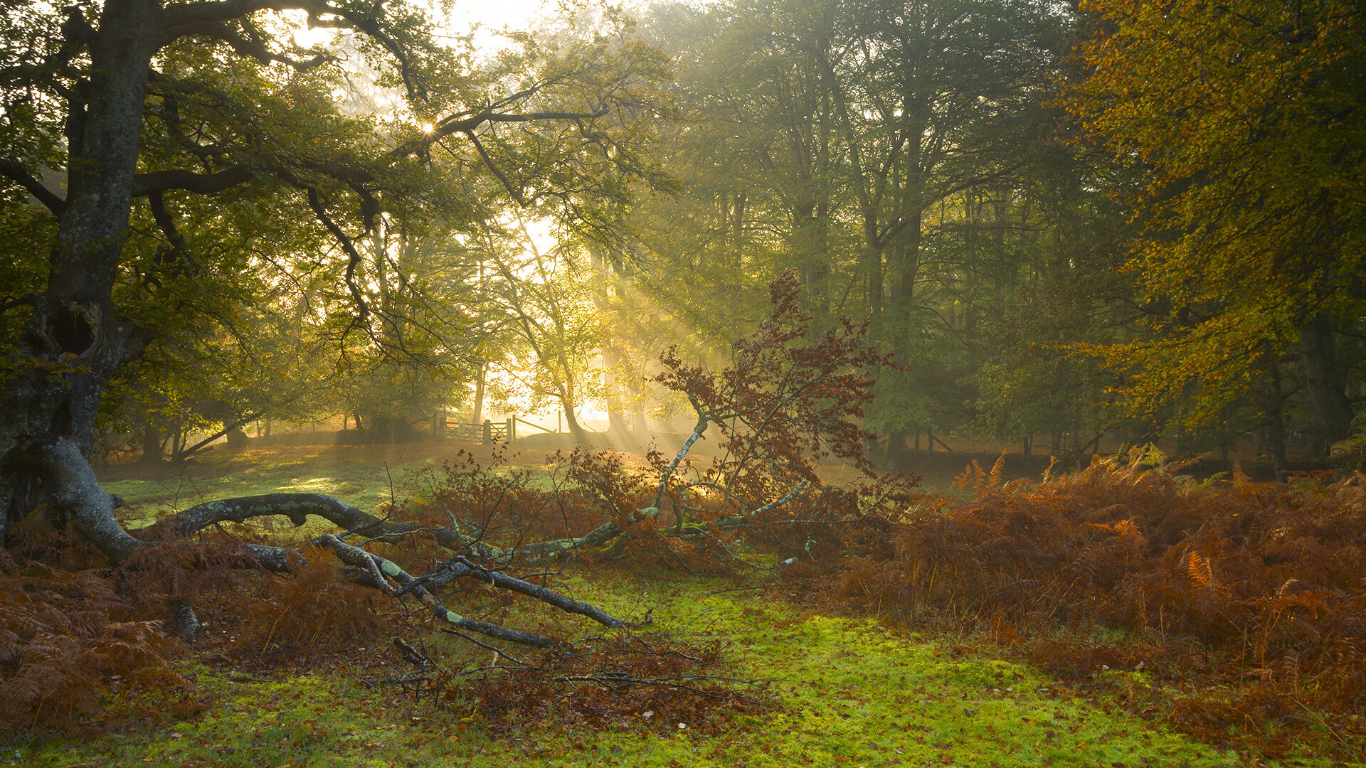 桑托斯年轻球员对阵弗拉门戈表现出色,桑托斯vs弗鲁