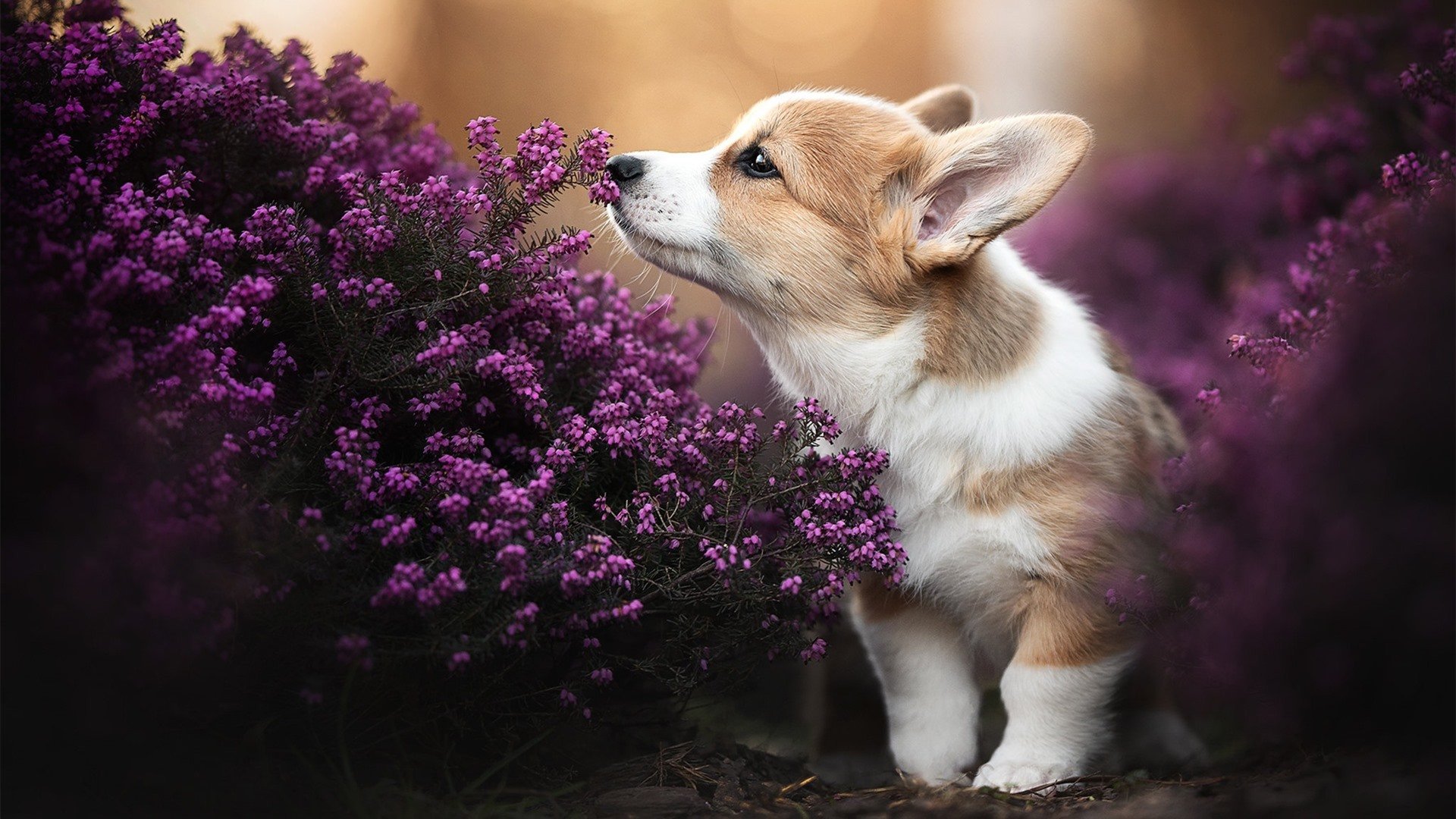 爱游戏体育app-欧文赫夫因制胜球再次成为球队英雄，欧文赫夫因制胜球再次成为球队英雄