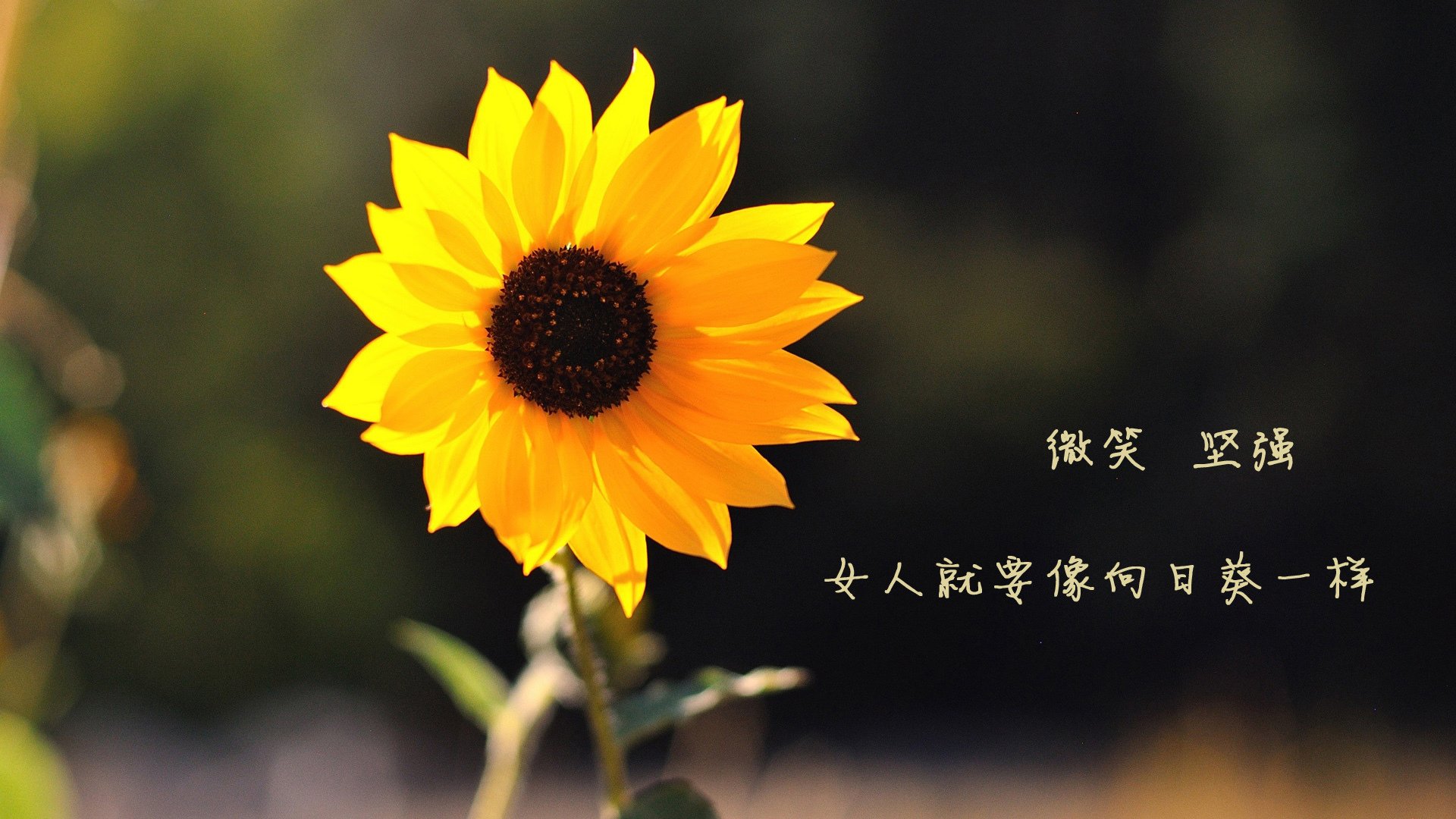 汉堡队客场战胜对手,球员信心大增,汉堡 队