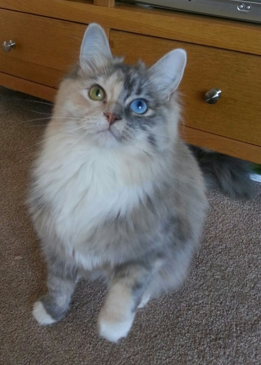 篮球运动员团队凝聚力,篮球中团队精神的培养