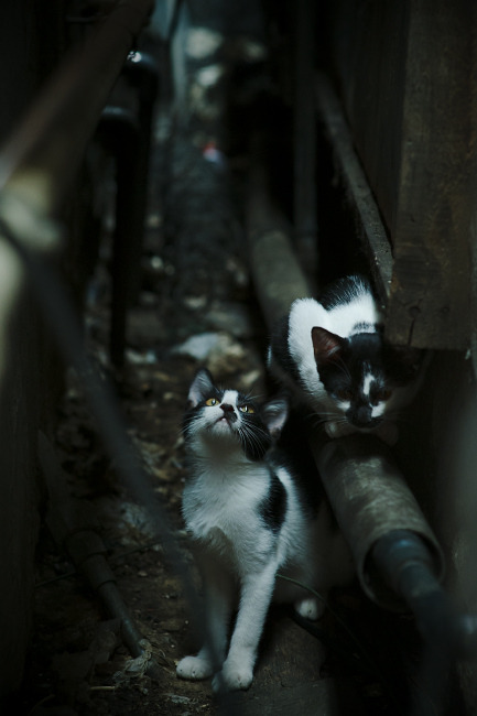 爱游戏在线登录入口-阿尔阿赫利备战非洲冠军联赛，目标夺冠，阿尔及利亚 非洲杯