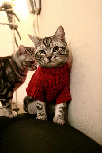 全国青少年运动会田径项目赛场火热,2020年全国青少年田径赛事计划