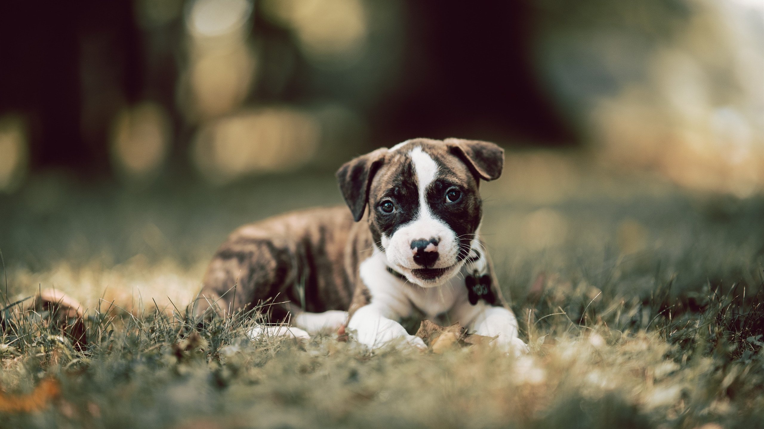 足球运动与城市建设：新体育场带动城市繁荣，足球场建设的重要性