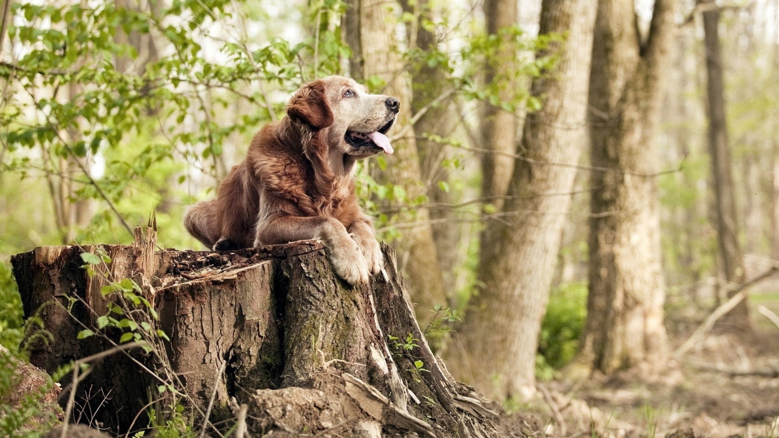 基层足球赛事组织混乱，足球竞赛组织