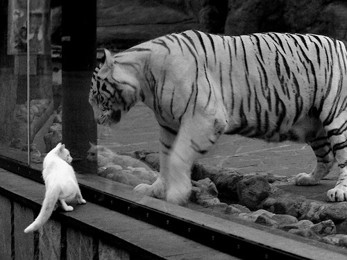 爱游戏综合娱乐-德国队在2024年混合团体世界杯中的技术分析，2022年世界杯德国国家队