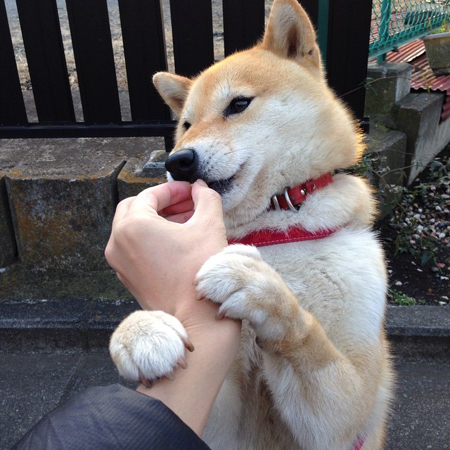 AYX体育官网-新加坡队赛制解读：如何通过创新战术突破团体赛限制，新加坡联赛什么水平