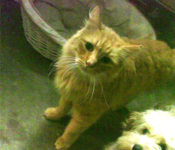 瓦伦西亚主打防守反击抢得关键三分，瓦伦西亚首发