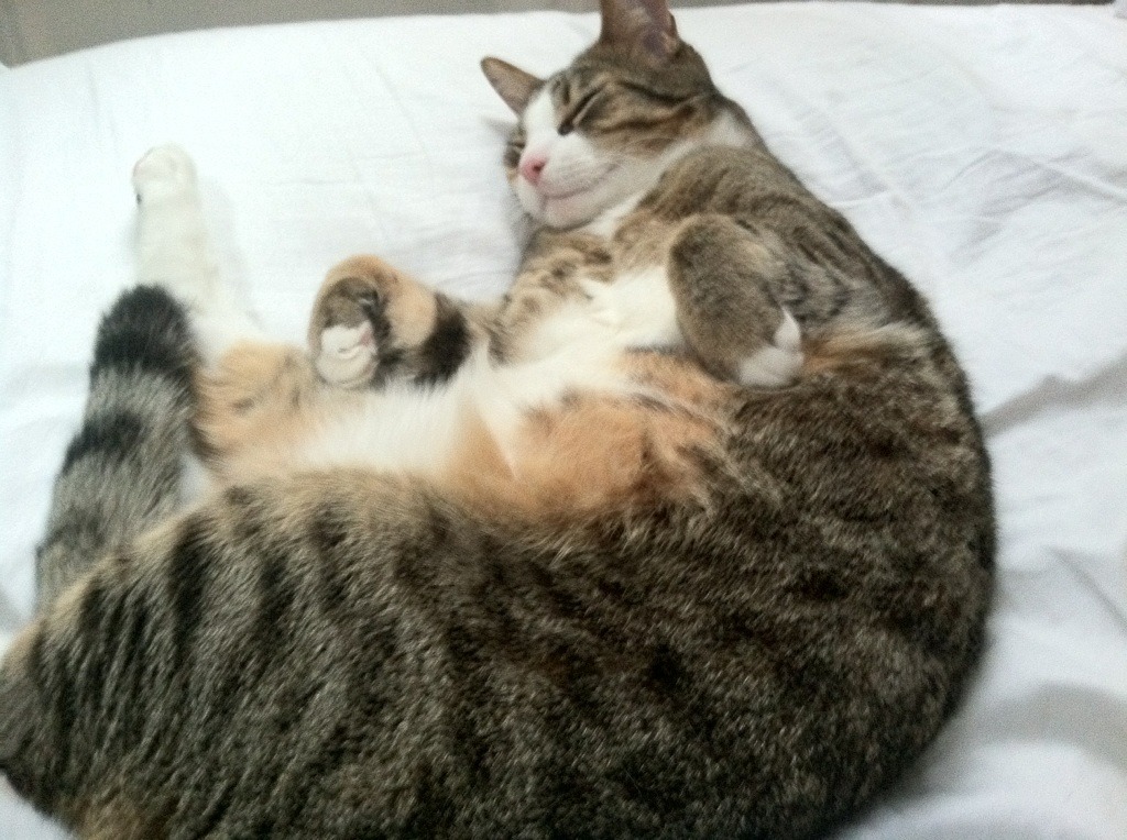 爱游戏娱乐网址-国际体育交流年计划正式公布，国际体育教育联合会