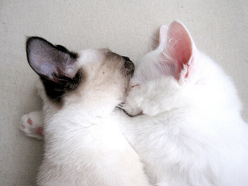 爱游戏官方-尼尔·巴特尔与队友默契配合，共同筑起袋鼠队坚实防线，尼尔巴特莱特