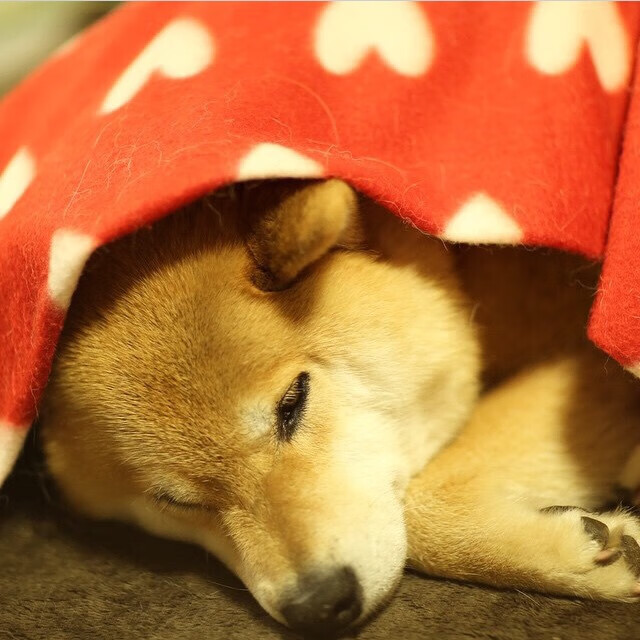 斯洛伐克男篮在欧洲大赛中奋力拼搏,志在争夺冠军荣誉,奥运会斯洛伐克男篮