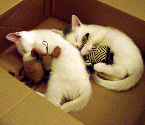 爱游戏娱乐平台-特斯·冯·迪克：通过巧妙的配合和无懈可击的视野，提升南非队进攻效率